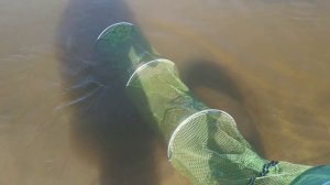 кино -Рыбалка на Вятке  
в гл.ролях-окунь,жерех и сом