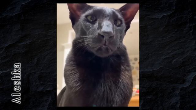 Смешные собаки, коты. Милые животные #1 смотреть онлайн