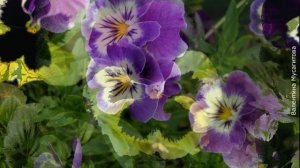 ❀ Красивые, да еще и съедобные цветы, которые придадут блюдам оригинальность