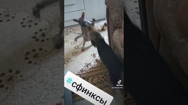сфинкс