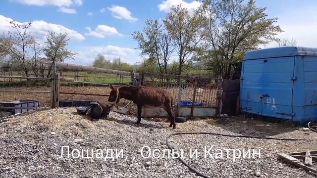 horses, donkeys and me // FARMLIFE // spring смотреть онлайн