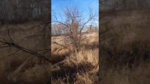 поездка в лес на мотоблоке