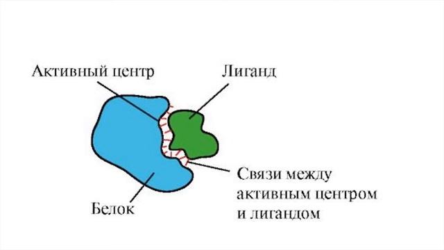 Активный центр белков. Лиганд белок. Лиганд белок. Избирательное взаимодействие белка с лигандом. Взаимодействие белков с лигандами.