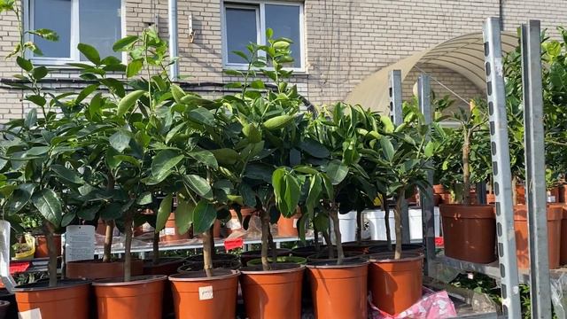 Обзор 9 августа часть 4 смотреть онлайн