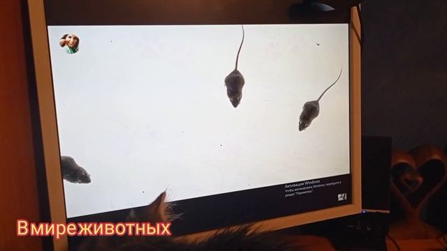 Кузя сам себе хозяин. Что хочу то и творю) смотреть онлайн