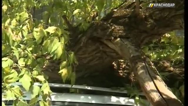 Упавшее дерево повредило автомобили на ул. Зиповской в Краснодаре смотреть онлайн