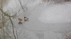 ПРЕЛЮДИЯ ФА МИНОР.mp4