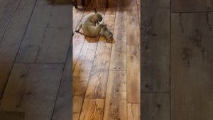 французский бульдог. щенкам 1 месяц 1 неделя. готовятся к продаже