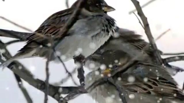 Сергей Есенин - Поет зима аукает смотреть онлайн