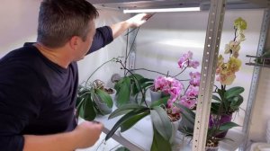 ОРХИДЕЯ ВАЛИТСЯ от ЦВЕТОВ, подвязываю цветонос орхидеи   нужно или нет