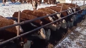 Герефорды КРС. Быки, бычки, коровы, телята.Ферма. МЭЦ. Скот.