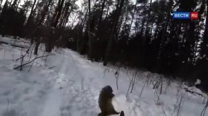 Енот напал на человека, укусил