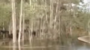 Деревья уходят под воду www.d1amatoh.com