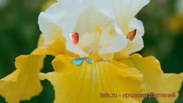 Ирис бородатый Эко де Франс (iris) ? ирис Эко де Франс обзор: как сажать саженцы ириса Эко де Франс смотреть онлайн