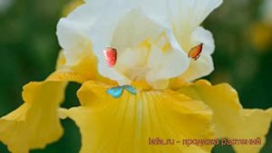 Ирис бородатый Эко де Франс (iris) ? ирис Эко де Франс обзор: как сажать саженцы ириса Эко де Франс