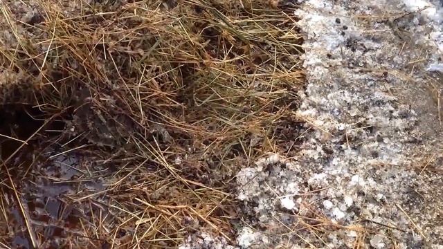 Cодержание цесарок. Открытый вольер.