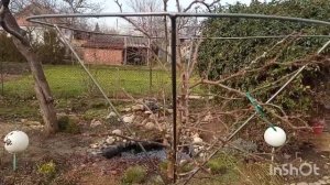 Розы на штамбе -  формировка?;Опоры для штамбов своими руками;Чудо печь для производства золы?