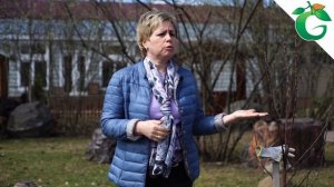 Почему яблоня не плодоносит  ? Как увеличить урожай яблони на 100 %