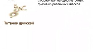 Биология. Урок №7 Царство Грибы. Плесневые грибы: мукор, пеницилл. Одноклеточные грибы – дрожжи.