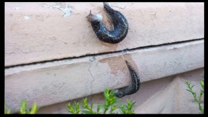 Как размножаются слизни - улитки без ракушки.