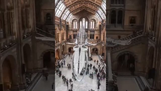 National History Museum in London ft. Classic.polly - London Shorts