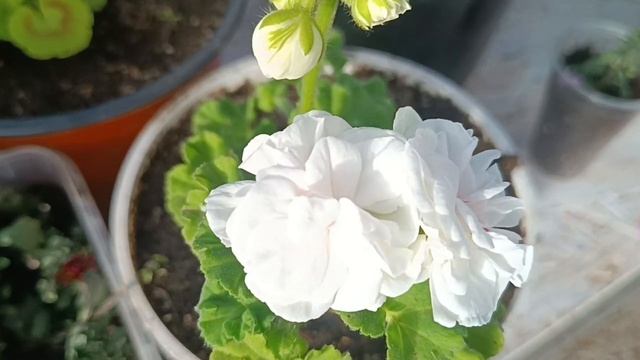 50%скидка на все пеларгонии.Осень 17 октября 2023г. смотреть онлайн