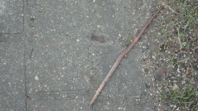 Lumbricus terrestris Дождевой червь