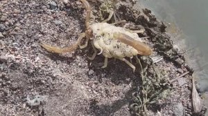 самка скорпиона с детёнышами на спине