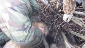Лайки с бобром