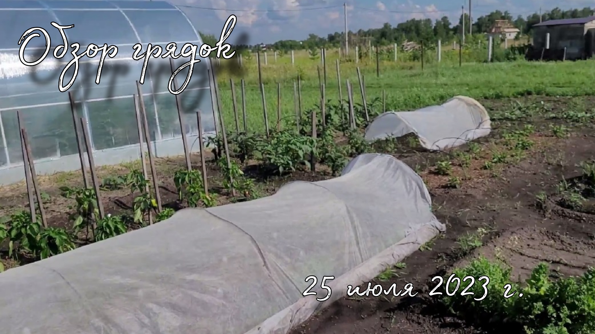 Что с огородом на 25 июля 2023 г.? #огород #грядки #обзорогорода #обзоргрядок #чторастет
