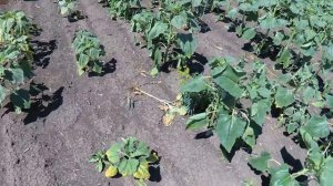 Заразиха,что делать