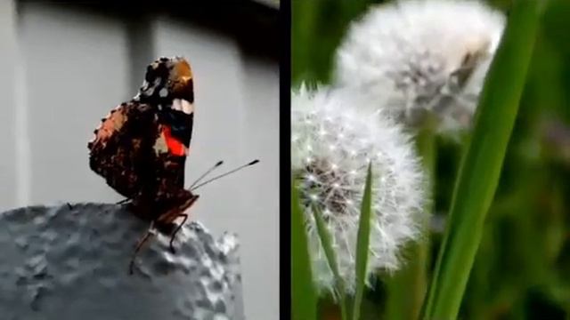 "Давайте беречь природу" в рамках акции "Дни защиты от экологической опасности" смотреть онлайн