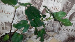 Выращивание инжира в комнатных условиях 1 куст