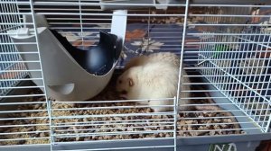 КРЫСКИ КУШАЮТ. РАЦИОН ПИТАНИЯ МОИХ КРЫС :)