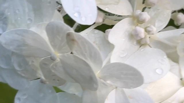 Garden Meditation | Peaceful Music for Sleep, Study, and Relaxation | MoodSphere смотреть онлайн