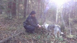 охота с лайкой на белку 31 10 2021