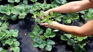 Как размножить клубнику на агроволокне. Как укоренять усы. Выращивание клубники на агроволокне.