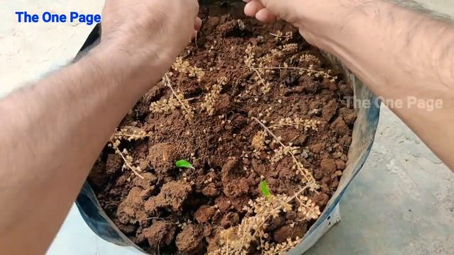 Easiest way to grow tulsi plant from seeds, Grow Tulsi from seeds, तुलसी को बीच से उगाए смотреть онлайн