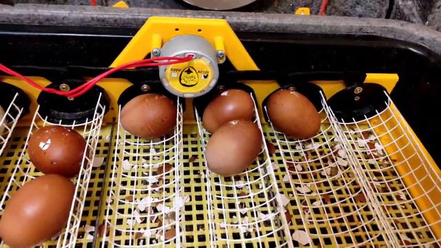 ИХ ВСЕГДА ТАК МНОГО БЛАГОДАРЯ ЭТИМ КОРОБОЧКАМ! СУПЕРСКИЙ РЕЗУЛЬТАТ ИНКУБАЦИИ! ВОРУЕМ ЯЙЦА, НАШИ КУР смотреть онлайн