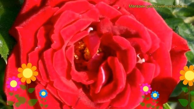 Роза миниатюрная Майди. Краткий обзор, описание характеристик, где купить саженцы Maidy смотреть онлайн