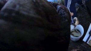 Ловля КАРАСЯ на маленьком пруду! Ловля на маховую удочку карася