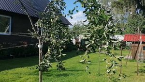 Загнули ветки груши