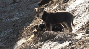 Более 5 миллионов рублей выделено на очередной отлов бродячих собак