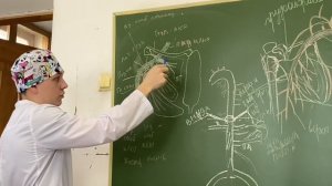Подключичная артерия и ее ветви