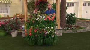 Cottage Farms 6-pc. Radiant Encore Daylily Collection with Jill Bauer