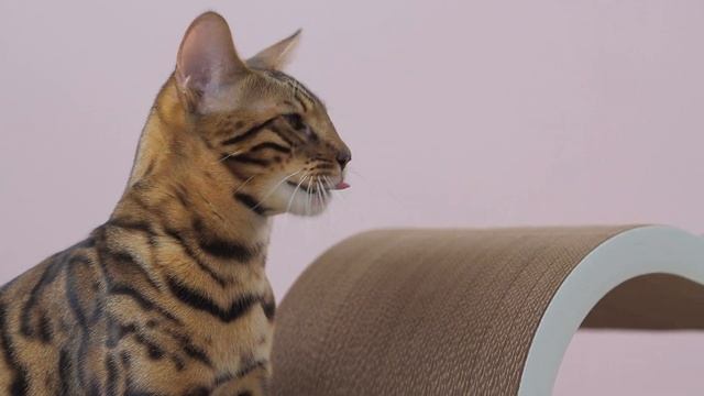 Когтеточка-лежанка из картона ОверХэд от Tommy Cat смотреть онлайн