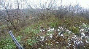 охота на лису с гончими       #охотасгончей #времягончих #лиса