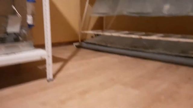 прогулка цветных шиншилл. шиншиллы куплены с рук смотреть онлайн