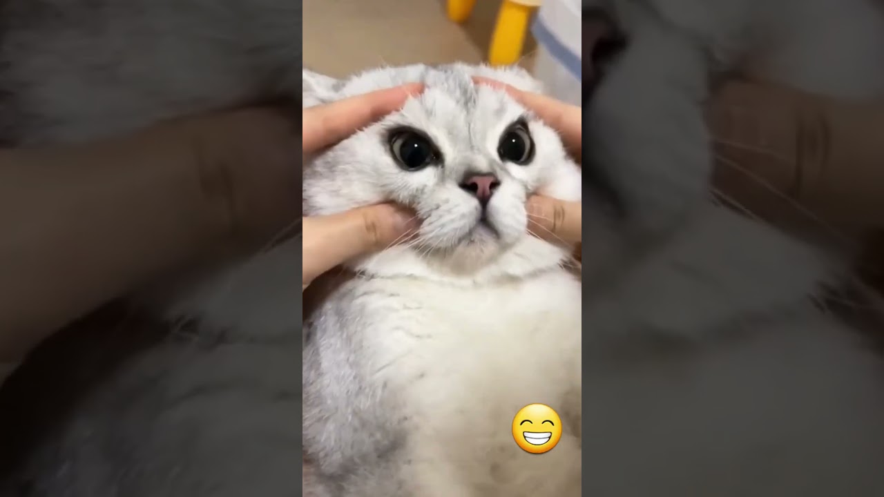 ?+Funny+cat+videos+_+cute+cats+_+Try+not+to+laugh+_+Cat+videos+Compilation+#shorts++