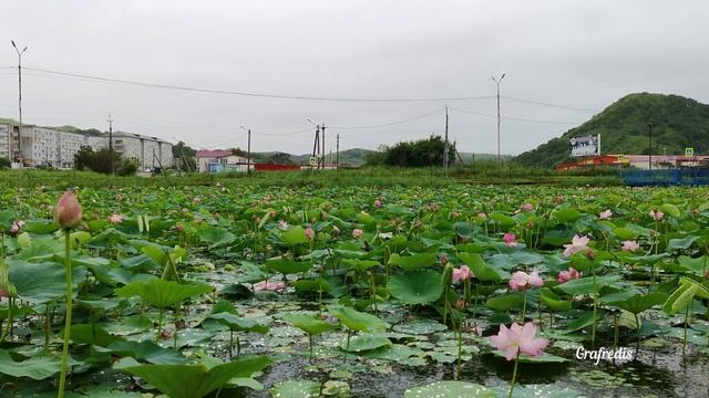 Славянка приморский край погода на неделю. Пгт Славянка Приморский край озеро Лотос. Озеро с лотосами в Славянке.